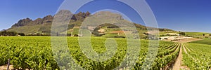 Vineyards near Stellenbosch in South Africa photo