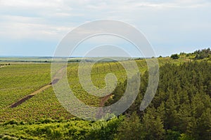 Vineyards near to Eger in Hungary