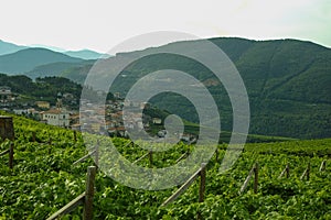 Vineyards near Trento, Italy
