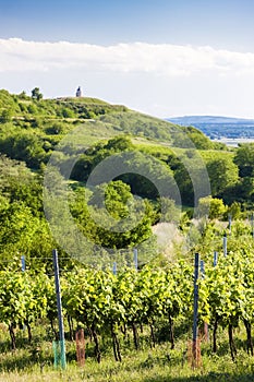 vineyards near Velke Bilovice, Czech Republic