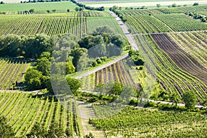 vineyards near Velke Bilovice, Czech Republic