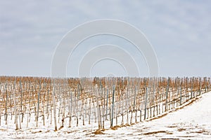 Vineyards near Vinicky, Tokaj region, Slovakia