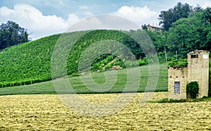 Vineyards near Zaffignana Piacenza, Italy