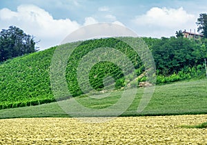 Vineyards near Zaffignana Piacenza, Italy