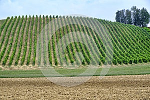 Vineyards near Zaffignana Piacenza, Italy photo