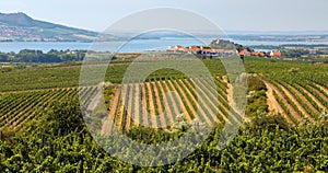 Vineyards near Zajeci village and Pavlov Hills