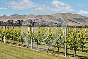 Vineyards in New Zealand in summertime