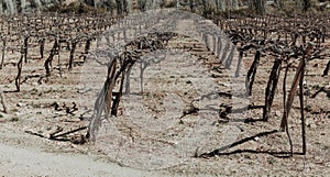 Vineyards in the north of Chile