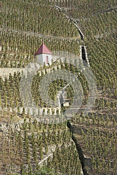 Vineyards in northern Rhone Valley