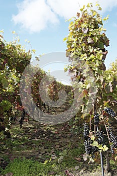 Vineyards in northern Rhone Valley