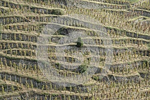 Vineyards in northern Rhone Valley (France)