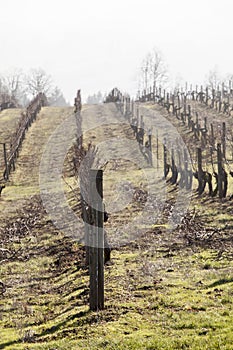 Vineyards, Northern Willamette Valley