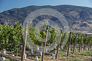 Vineyards in Okanagan