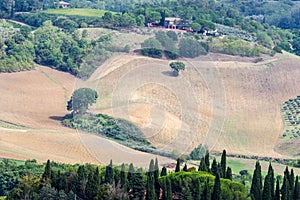 Vineyards and olive groves near San Gimignano, Siena Italy