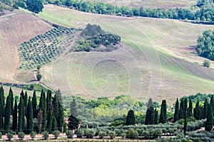 Vineyards and olive groves near San Gimignano, Siena Italy