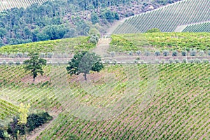 Vineyards and olive groves near San Gimignano, Siena Italy
