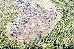 Vineyards and olive groves near San Gimignano, Siena Italy