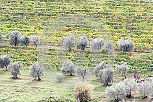 Vineyards and olive groves near San Gimignano, Siena Italy