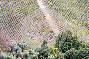 Vineyards and olive groves near San Gimignano, Siena Italy