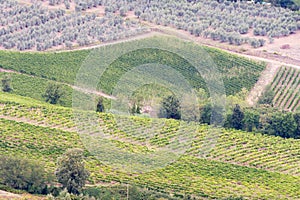 Vineyards and olive groves near San Gimignano, Siena Italy