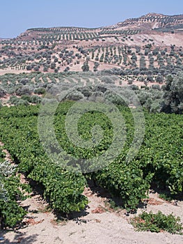 VINEYARDS AND OLIVE TREES