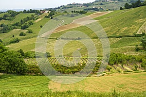 Vineyards in Oltrepo Pavese, italy, at springtime