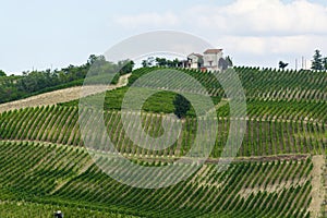 Vineyards in Oltrepo Pavese (Italy) photo