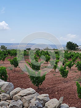 Vineyards at Pafos in Cyprus Republic