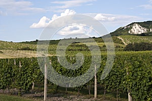Vineyards of Palava photo