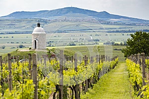 Vineyards, Palava region, South Moravia, Czech Republic