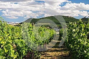 Vineyards Palava, South Moravia, Czech republic