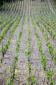 Vineyards panorama