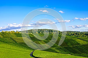 Vineyards panorama weinstadt