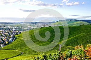 Vineyards panorama weinstadt