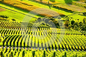 Vineyards panorama weinstadt