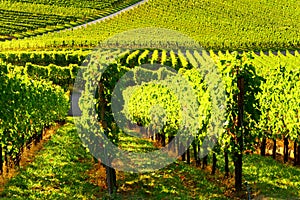 Vineyards panorama weinstadt