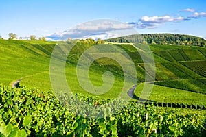 Vineyards panorama weinstadt