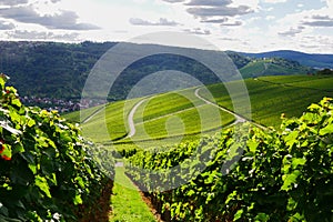 Vineyards panorama weinstadt