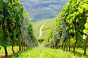 Vineyards panorama weinstadt
