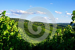 Vineyards panorama weinstadt