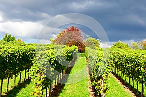 Vineyards panorama weinstadt