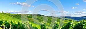 Vineyards panorama weinstadt