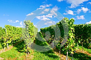 Vineyards panorama weinstadt