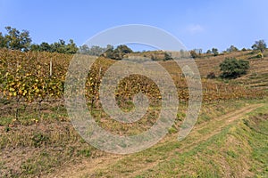 Vineyards in the Park of Curone at fall photo