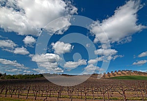 Vineyards in Paso Robles Wine Country Scenery