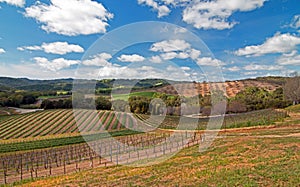 Vineyards in Paso Robles Wine Country Scenery photo