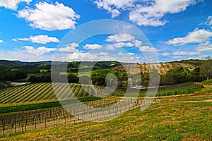 Vineyards in Paso Robles Wine Country Scenery photo