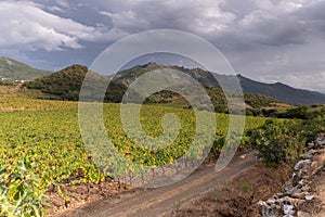 Vineyards of Patrimonio, wine producing area of Corsica, France. photo