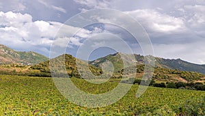 Vineyards of Patrimonio, wine producing area of Corsica, France. photo