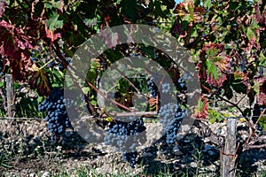 Vineyards in Pauillac village with rows of red Cabernet Sauvignon grape variety of Haut-Medoc vineyards in Bordeaux, left bank of